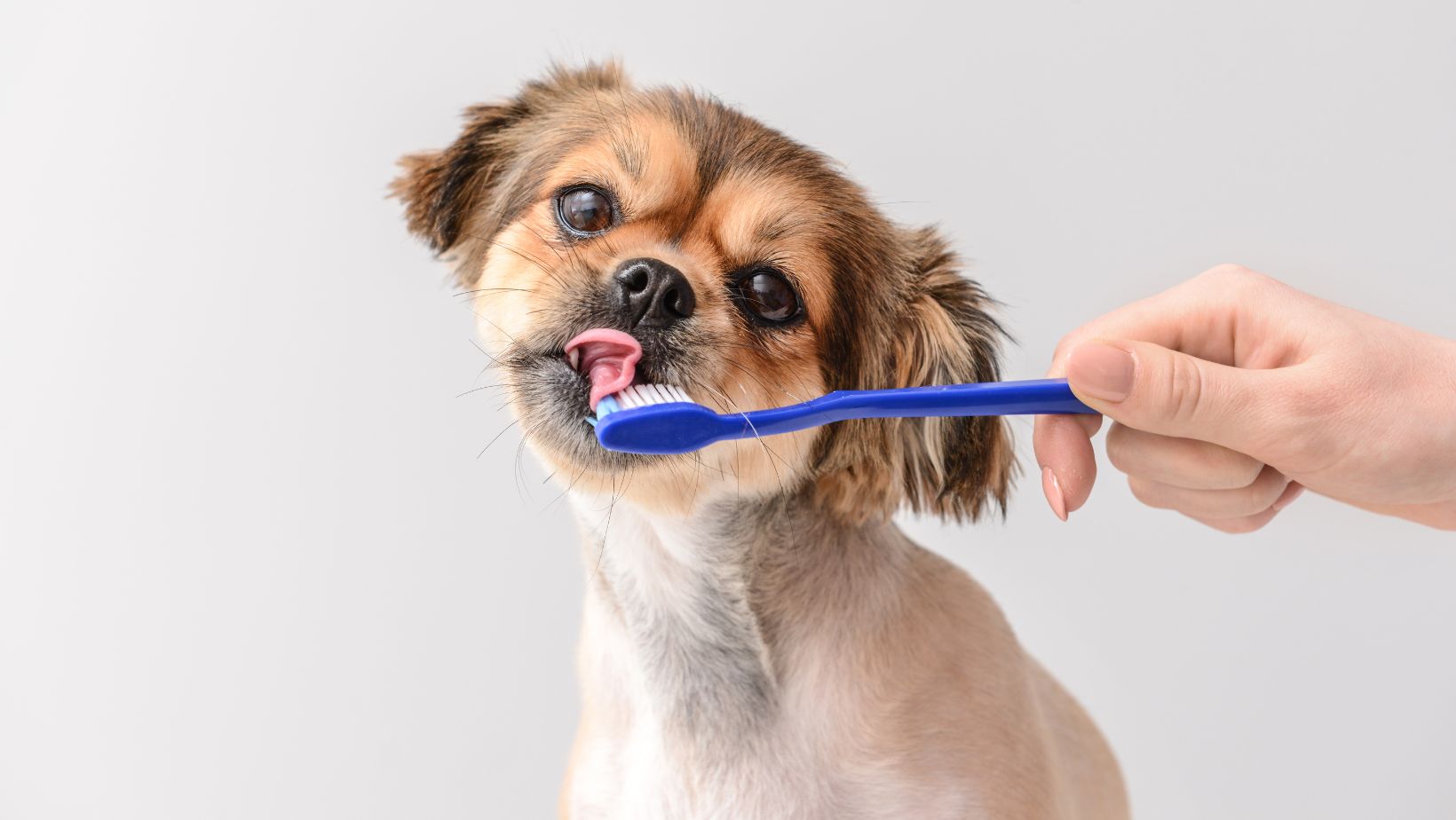 How much is a Dog Teeth Cleaning